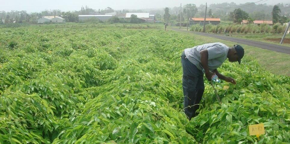Des nouvelles variétés d’igname pour dynamiser la production locale | Cirad