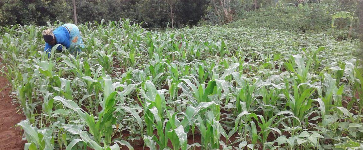 Maize-bean row intercropping in a smallholder farm in Rwanda. © E. Tuyishime, One Acre Fund