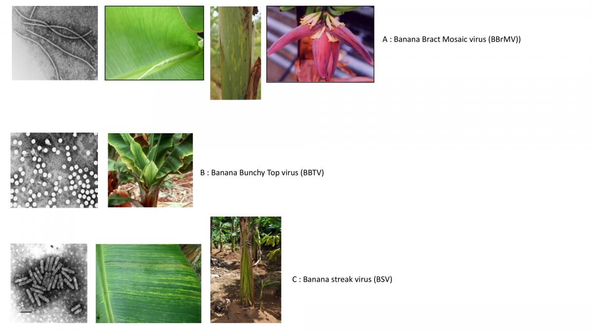 (A) Electron microscope image of the Banana Bract Mosaic virus and the symptoms associated with this virus on a banana plant (B) Electron microscope image of the Banana Bunchy Top virus and the symptoms associated with this virus on a banana plant (C) Electron microscope image of the Banana streak virus and the symptoms associated with this virus on a banana plant. © Matthieu Chabannes