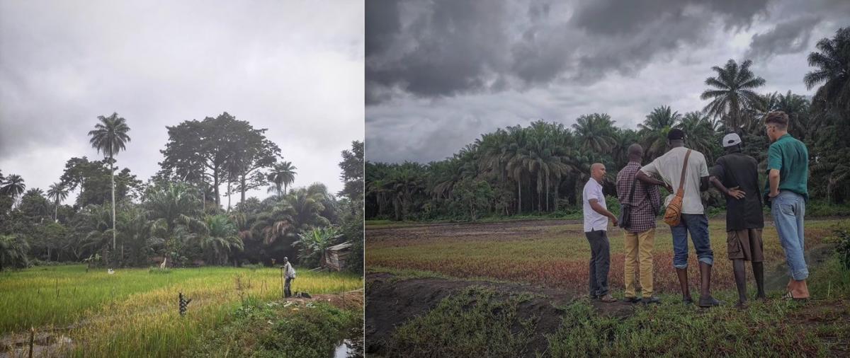 Bas-fonds rizi-piscicole en Guinée
