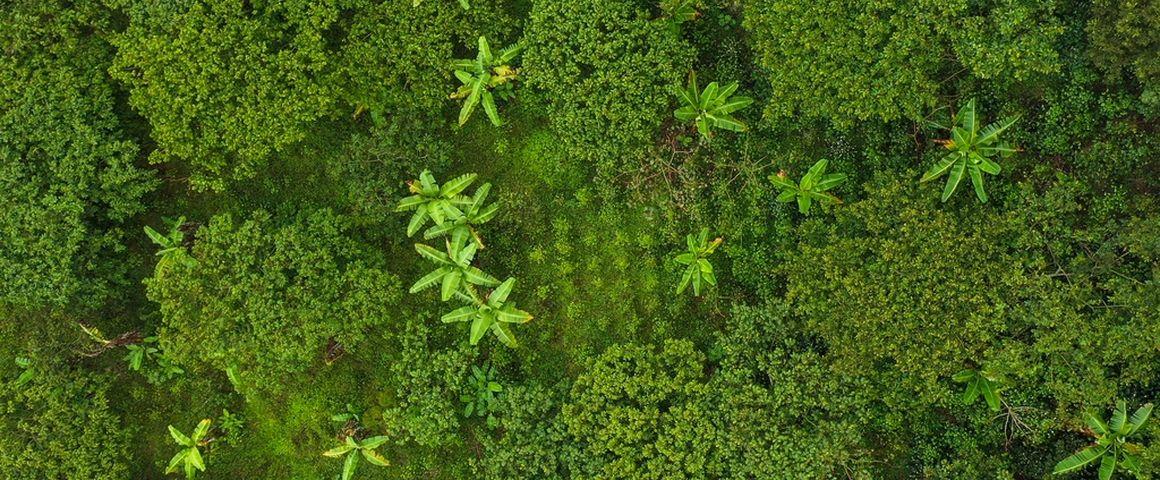 © Smithsonian’s Institute