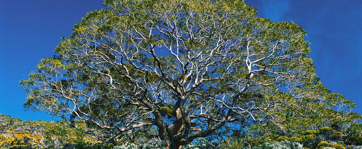 Highland tamarind © A. Franck, CIRAD