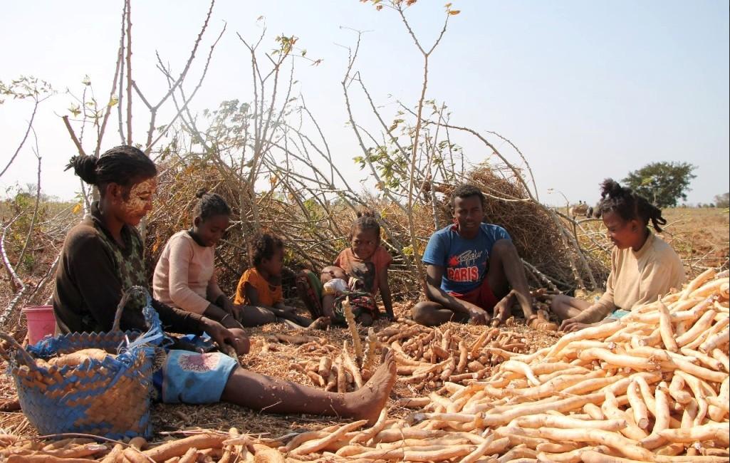 Agricultrices au sud-ouest de Madagascar © Clara Sitraka Raketabakoly, Cirad