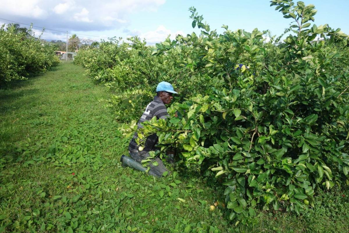 Un employé de la SICAPAG en train de récolter des agrumes de type lime, sur la parcelle expérimentale de la station de Roujol
