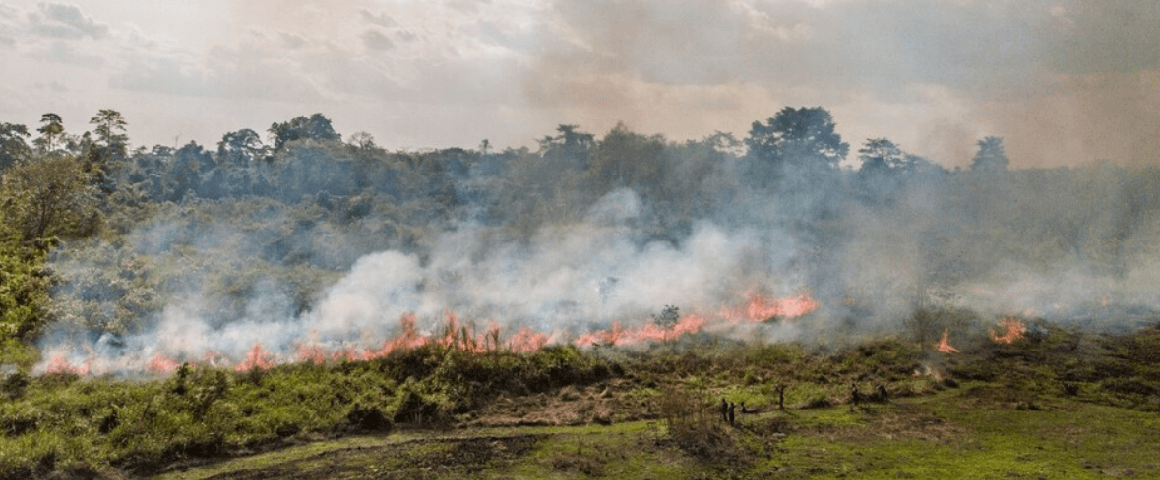 Le feu est traditionnellement utilisé comme moyen de gestion des paysages post-forestiers de Côte d’Ivoire.© Cirad
