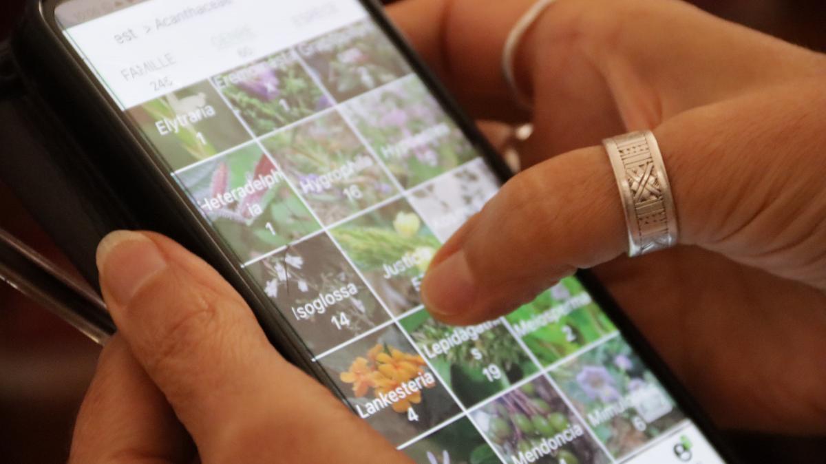 Appropriation de l’application Pl@ntNet par une apprenante. © S. Koutchou