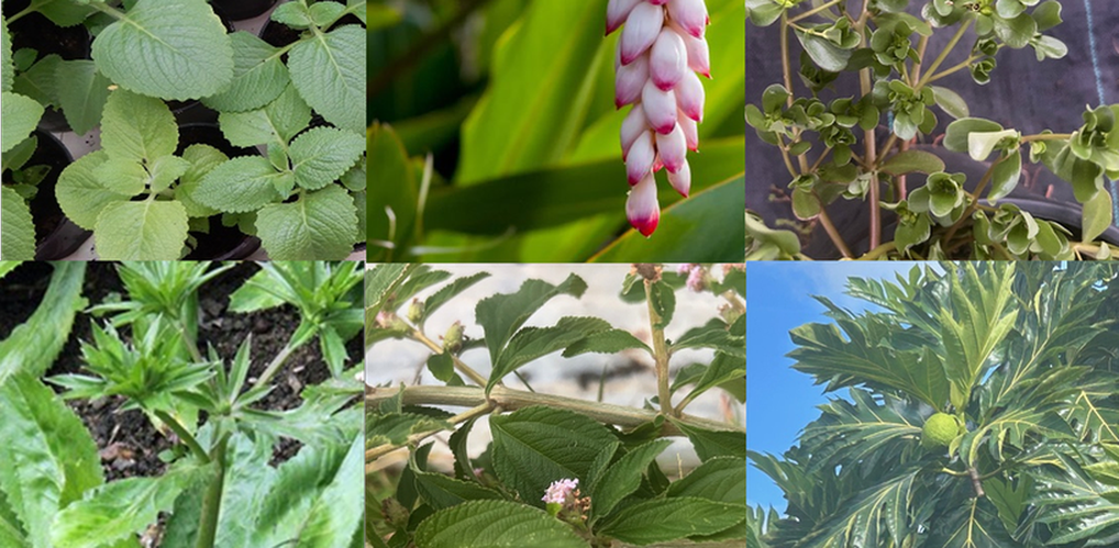 Gros thym, atoumo, pourpier, chardon béni, brisée, fruit à pain.© Cirad