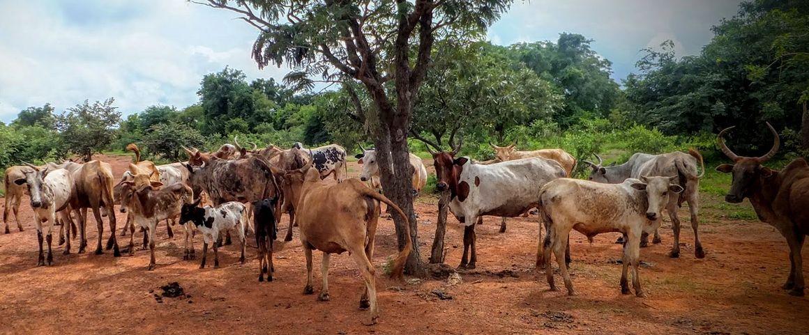 élevage pastoral Sahel © S. Taugourdeau, Cirad