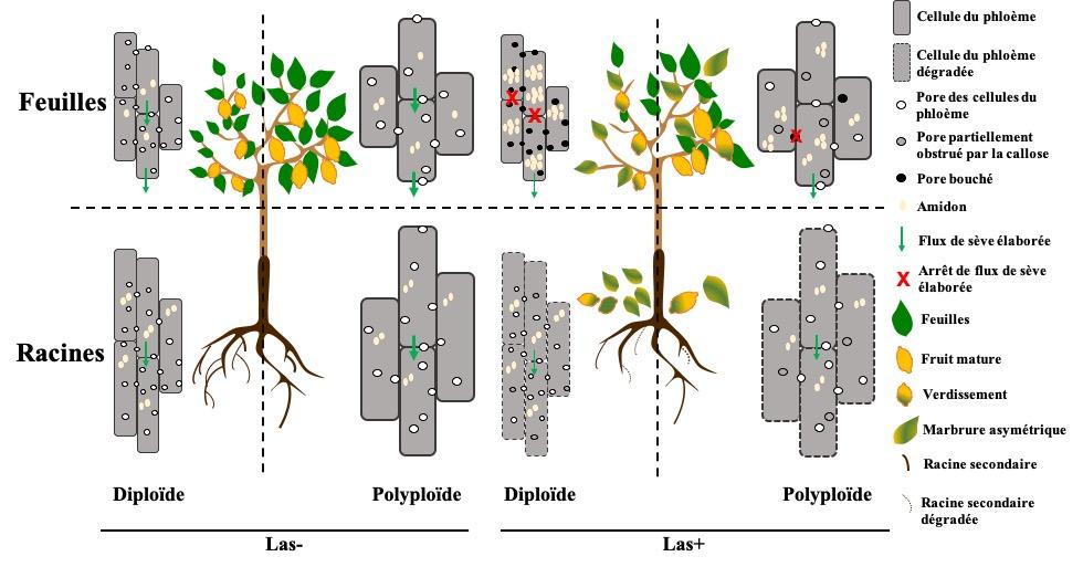 Impact du HLB (Las-) ou non (Las-) sur les cellules du phloème au niveau des feuilles et racines de greffon et porte-greffes diploïdes et polyploïdes (Sivager G. et al, en préparation 2022)