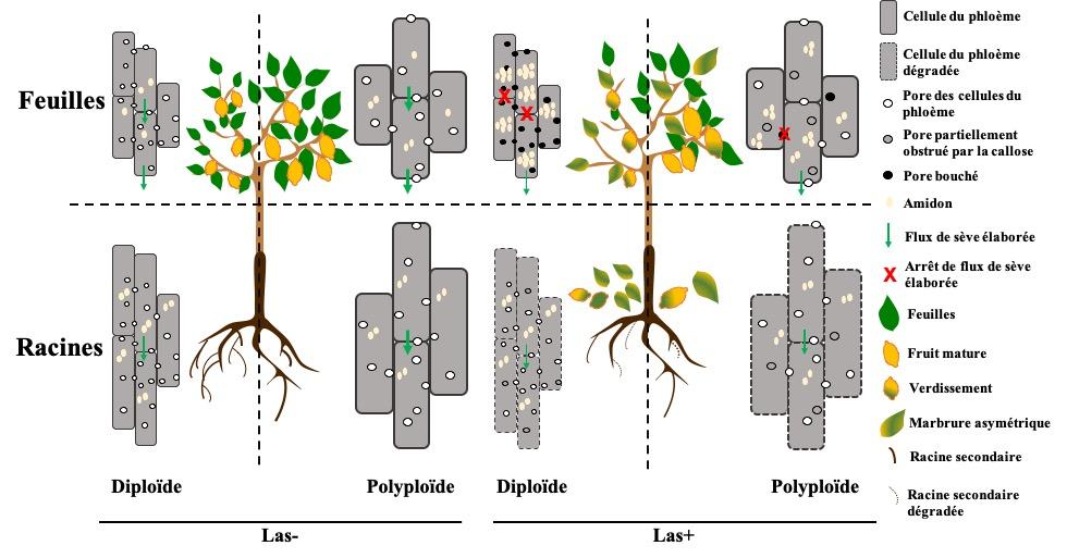 Impact du HLB (Las-) ou non (Las-) sur les cellules du phloème au niveau des feuilles et racines de greffon et porte-greffes diploïdes et polyploïdes (Sivager G. et al, en préparation 2022)