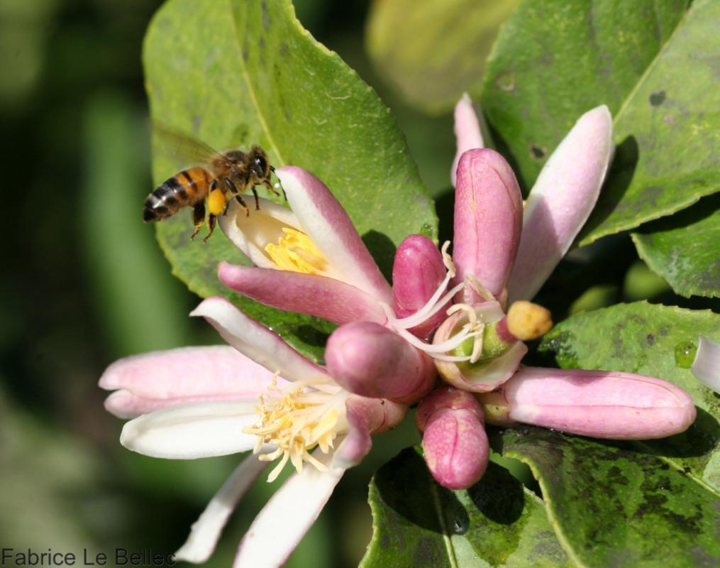 La campagne « La science pour un monde durable » a pour objectif de mettre en avant la recherche française sur la biodiversité. Pour plus d'information, suivez le #ScienceDurable ! © F. Le Bellec, Cirad