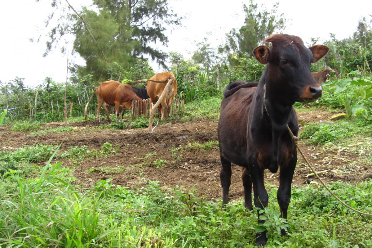 La fièvre de la Vallée du Rift est un problème de santé publique majeur à Mayotte. La maladie se transmet des animaux d'élevage aux êtres humains, soit par contact avec des animaux contaminés, soit par l'intermédiaire d'un moustique vecteur. Selon les résultats de l'étude publiée dans PNAS en septembre 2020, vacciner 20 % du bétail pourrait réduire le nombre de cas humains de 30 %. © V. Porphyre, Cirad