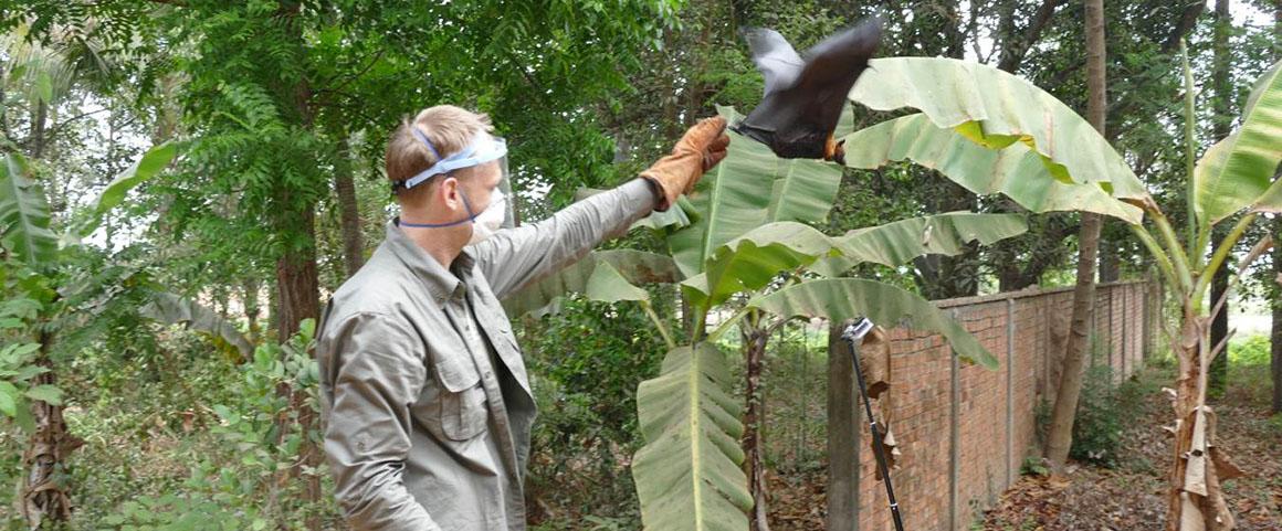 Bat release (GPS) © J. Cappelle, Cirad