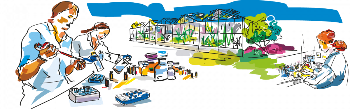 Illustration © Delphine Guard-Lavastre, CIRAD