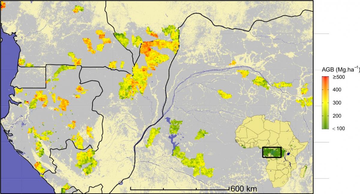 Stock de carbone forestier en Afrique centrale estimé à partir des données d’inventaires d’aménagement réalisés dans les concessions forestières. La quantité de carbone forestier est représentée sur une échelle de vert (le moins de carbone) à rouge (le plus de carbone), en passant par le jaune. Copyright : Ploton, P., Mortier, F., Barbier, N. et al. A map of African humid tropical forest aboveground biomass derived from management inventories. Sci Data 7, 221 (2020). https://doi.org/10.1038/s41597-020-0561-0
