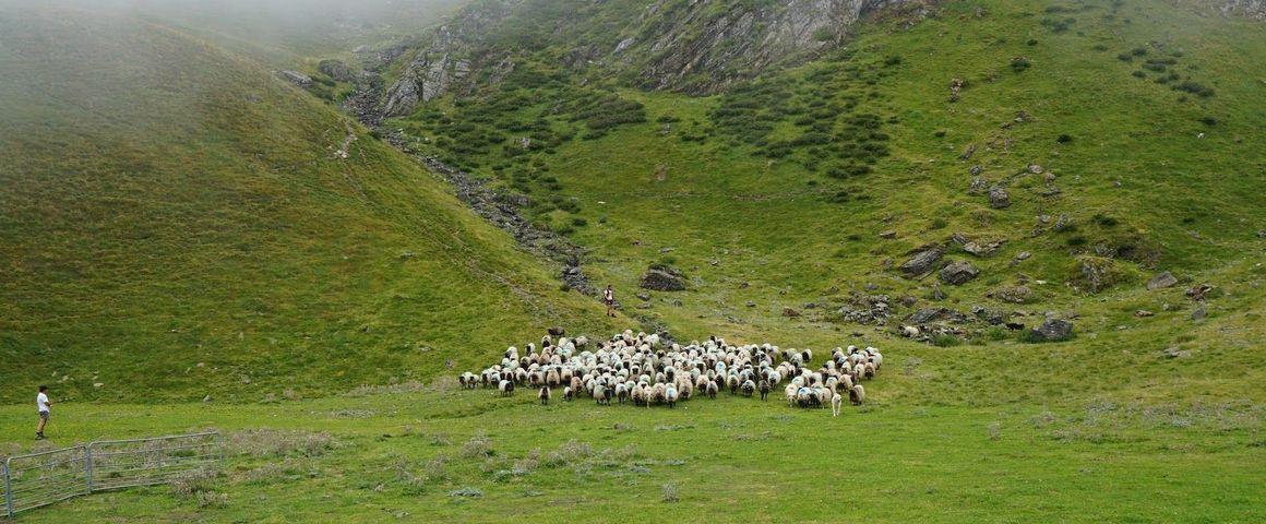 Troupeau de brebis en pâturage sur l'estive de Lalabasse, dans les Pyrénées © E. Cheyns, CIRAD