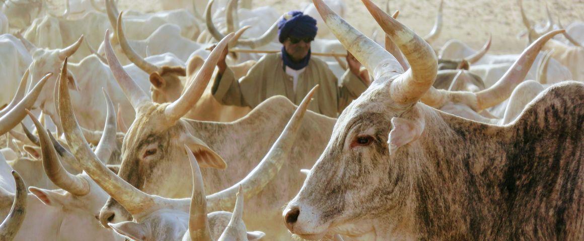 Bovins et éleveurs atour d'un forage d'eau à la fin de saison sèche © S. Taugourdeau, Cirad