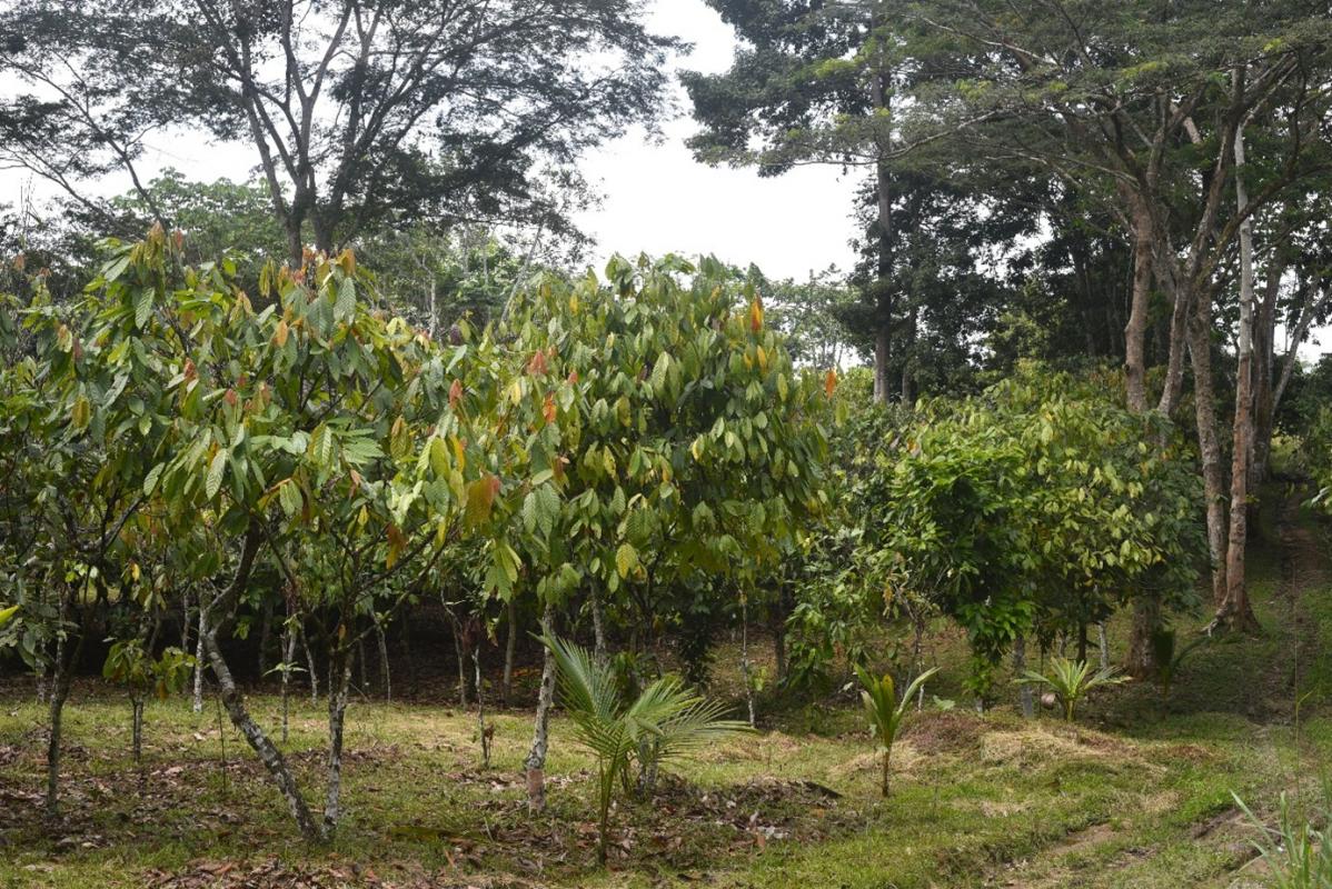 Mr. Ambroise N’Koh’s cocoa plantation, a proponent of agroforestry and biological pest control, and named the world’s best cocoa producer in 2019 at the Paris Chocolate Show. Azaguié, Ivory Coast © Régis Babin