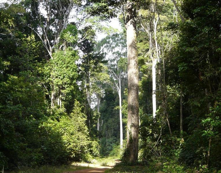 Pour préserver durablement les forêts naturelles d'Amazonie, il faut investir dans de nouvelles formes de production de bois, comme les plantations © P. Sist, Cirad