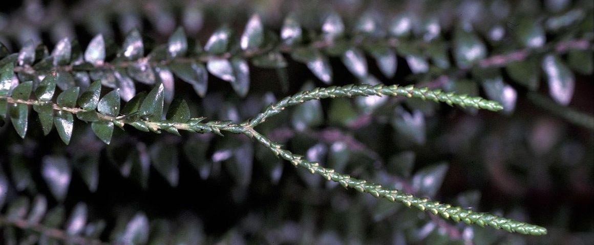Apparus il y a environ 420 millions d’années, les lycopodes forment le plus ancien groupe de plantes vasculaires existant. Ils ont longtemps dominé les forêts de l’ancien monde et comptaient une grande diversité de formes, dont plusieurs espèces arborescentes dépassaient 30 mètres de hauteur. Il ne subsiste aujourd’hui que des formes herbacées ne dépassant pas quelques centimètres. Ces espèces modernes sont utilisées comme modèle pour étudier l’évolution des plantes terrestres. © D. Barthélémy, Cirad