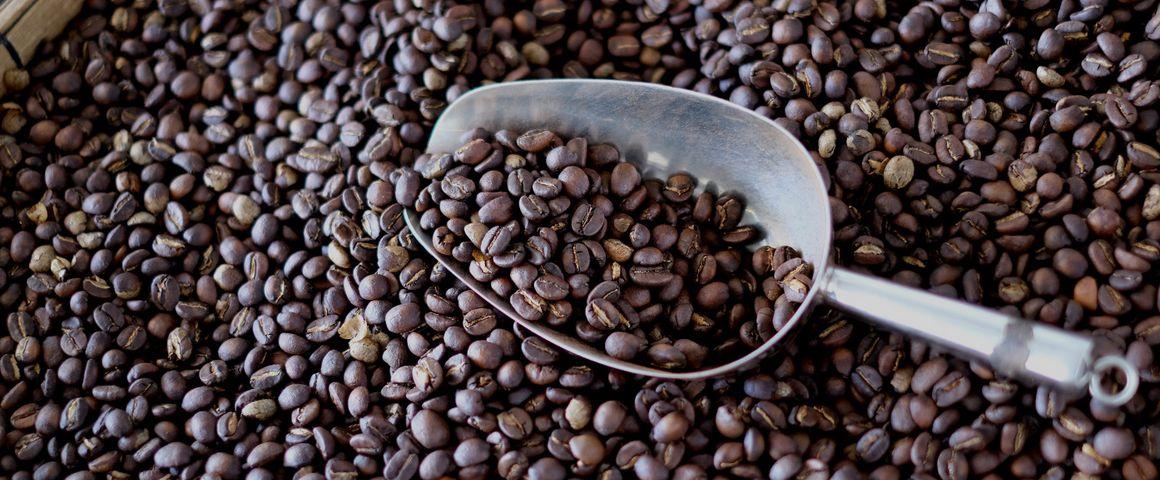 Grains de café Arabica fraîchement torréfiés © A. Rival, Cirad