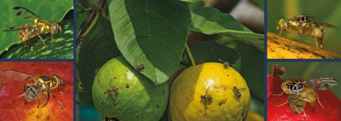 Mouches des fruits et plantes-hôtes de l’océan Indien – 2ᵉ édition