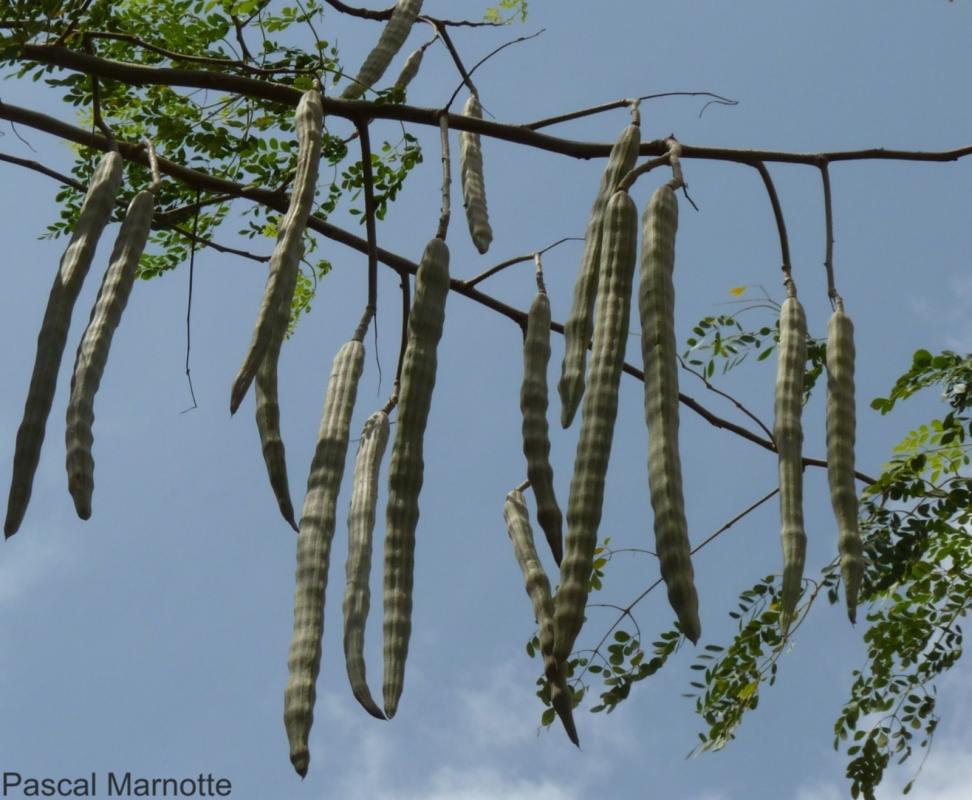 Gousses de Moringa oleifera (Moringaceae) au Bénin. © Cirad, P. Marnotte