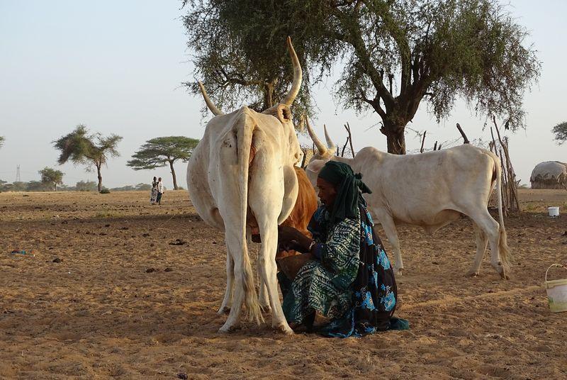 Youth employment is a major priority in the Sahel. the food economy, including mixed farming, already employs two people in three. Here, milking at a Fulani camp in Diéri, Senegal © J.D. Cesaro, CIRAD