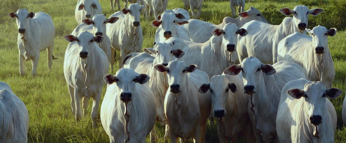 A cattle farm in Paragominas (Brazil) © R. Poccard-Chapuis, CIRAD