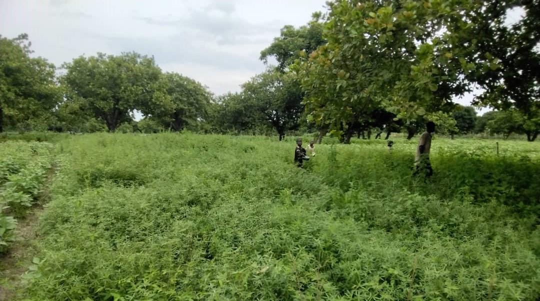 Couverture végétale de Stylosanthes guianensis © L. Yemadje, Cirad