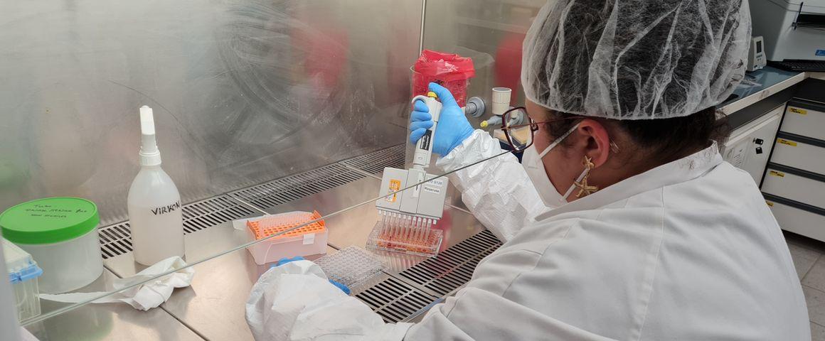 Tests sérologiques © C. Dangléant, Cirad