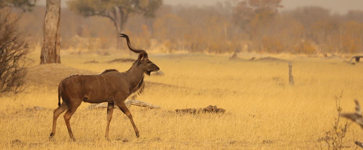 Wildlife Translocation in Binga