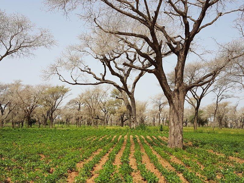 L'agroforesterie est un moyen de décarboniser l'agriculture et l'utilisation des terres © Caroline Dangléant, CIRAD