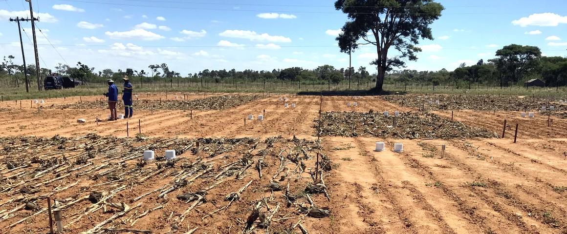 Des mesures d’albédo vont être réalisées au Zimbabwe sur ces parcelles en agriculture de conservation et en agriculture conventionnelle gérées par le CIMMYT © R. Cardinael