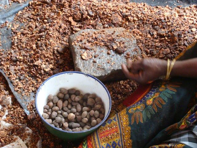 The production of shea butter entails a number of energy-intensive stages. The BIOSTAR project will strive to recycle the by-products generated by the sector (oil cakes, pulp and shells) as a fuel, instead of the fuelwood traditionally used, which is not renewable © J. Blin, CIRAD