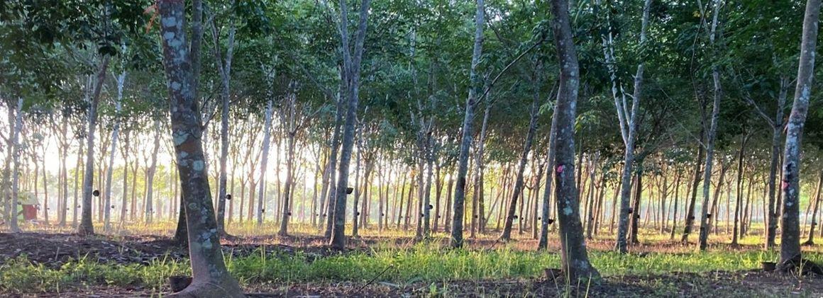 Hévéaculture en Thailande. © L.Vaysse