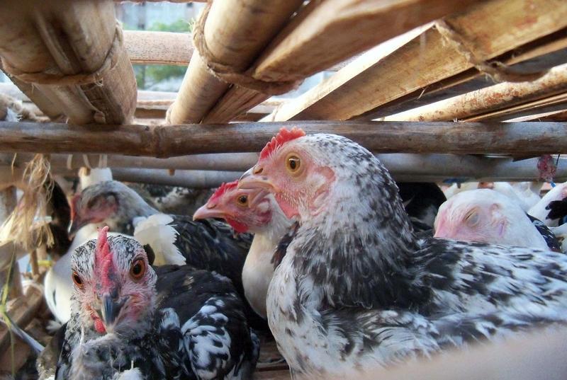 Poultry market in Mali © S. Molia, CIRAD