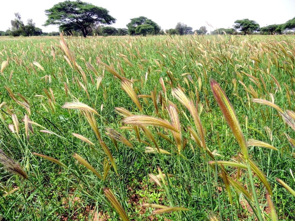 Graminées du Sahel © S. Taugourdeau, Cirad