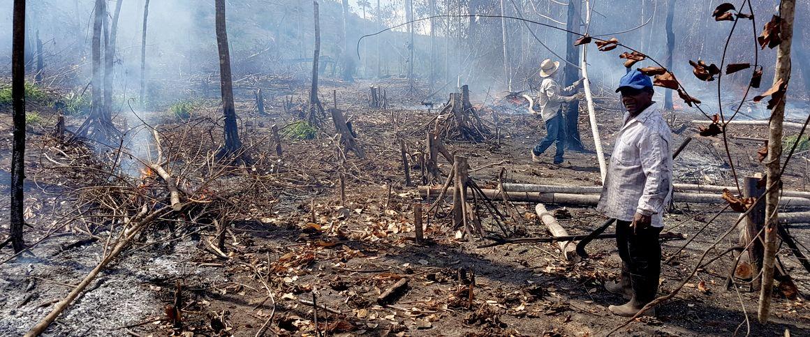 Forêt après incendie dans la municipalité de Paragominas, dans l'État du Pará au Brésil © R. Poccard-Chapuis, Cirad