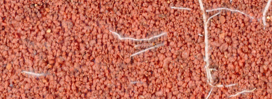 Image taken at a depth of 20 cm with the Scanorhize® tool ©Christophe Jourdan, CIRAD