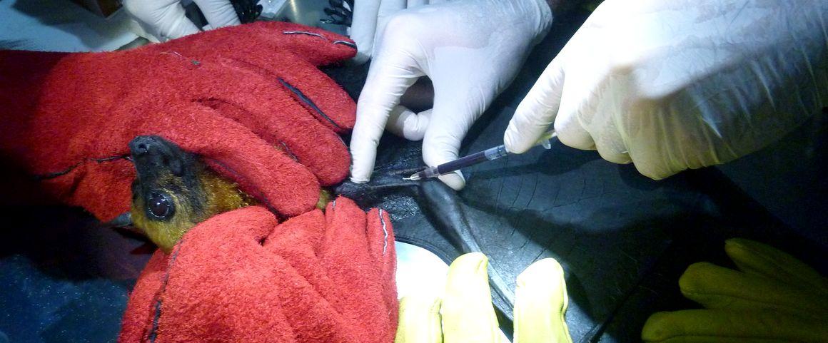 Blood sample from a bat © J. Cappelle, CIRAD