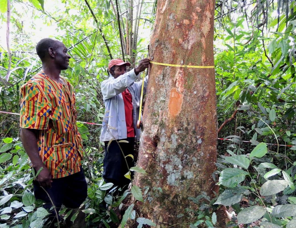 Measuring the circumference of a tree of another species in a cocoa-based agroforestry planting in Cameroon, to calculate its basal area © CIRAD, J-M. Harmand