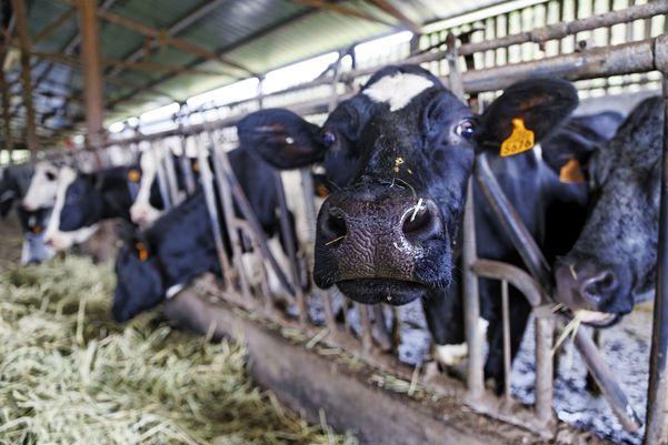 A study published in Biological Conservation revealed a correlation between the increase in the number of epidemics and that in livestock numbers worldwide between 1960 and 2019. © R. Carayol, CIRAD