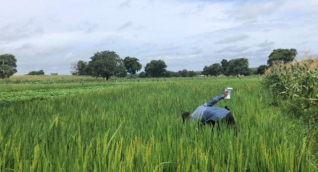 Experimental site in Mbengue, Ivory Coast (cotton-growing area) © CIRAD