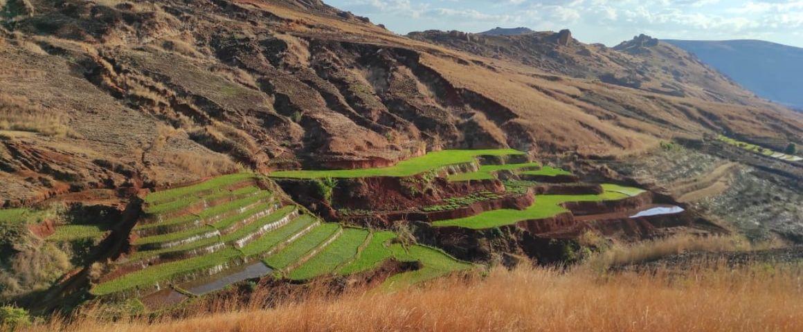 Paysage agricole sur les hautes terres de Madagascar © P. Burnod, Cirad
