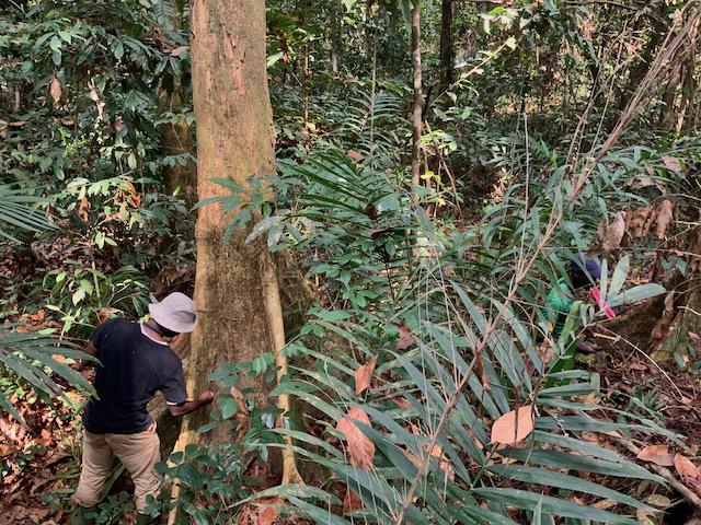 © B. Hérault (Cirad)