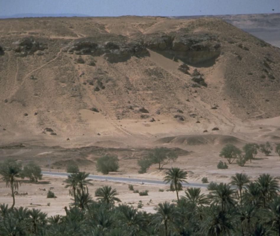 Végétation d'oasis pour contrer l'érosion et l'avancée des sables au sud de l'Algérie. © Cirad