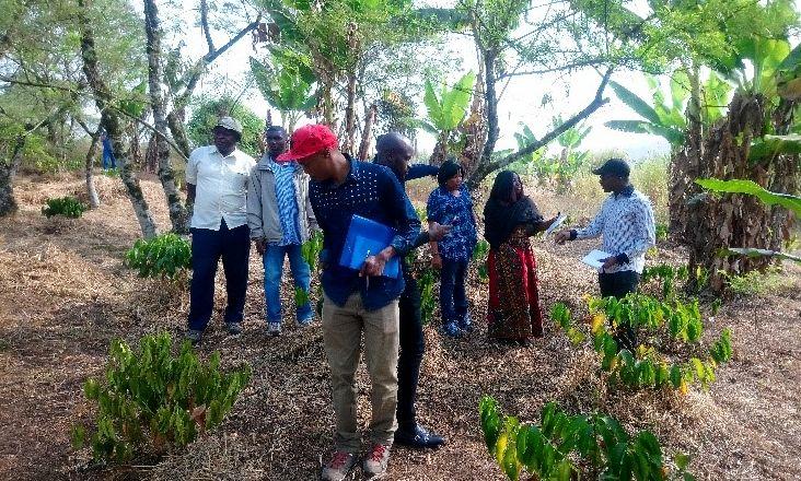 Essai d'hybrides d'Arabica, Station IRAD Foumbot