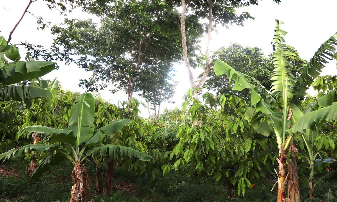 Parcelle de bananes biologiques de Rivière Lézarde. © J. Réminy, CIRAD