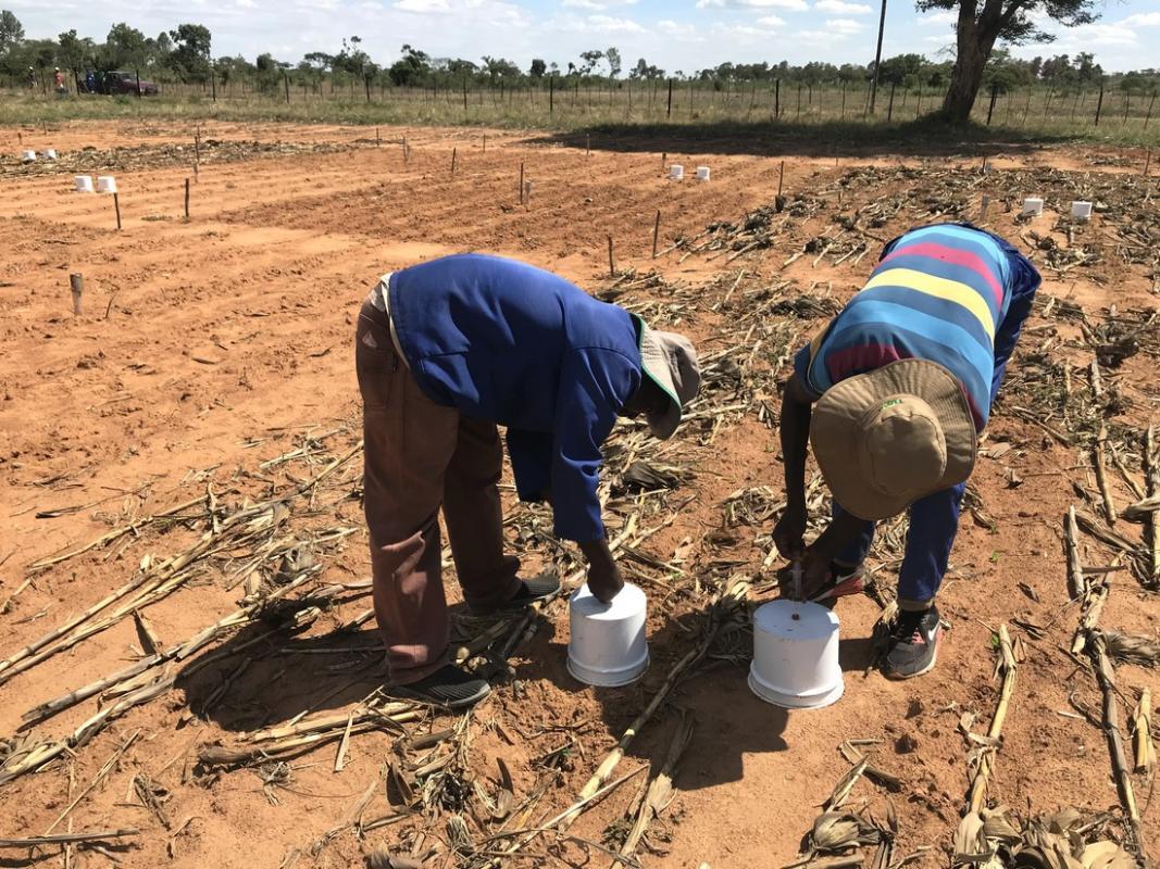 Measuring N2O emissions is technically complex, since they are strongly linked to one-off events such as rainfall or fertilization. Here, they are being measured in Zimbabwe in a trial of reduced soil tillage and crop residue applications © R. Cardinael, CIRAD